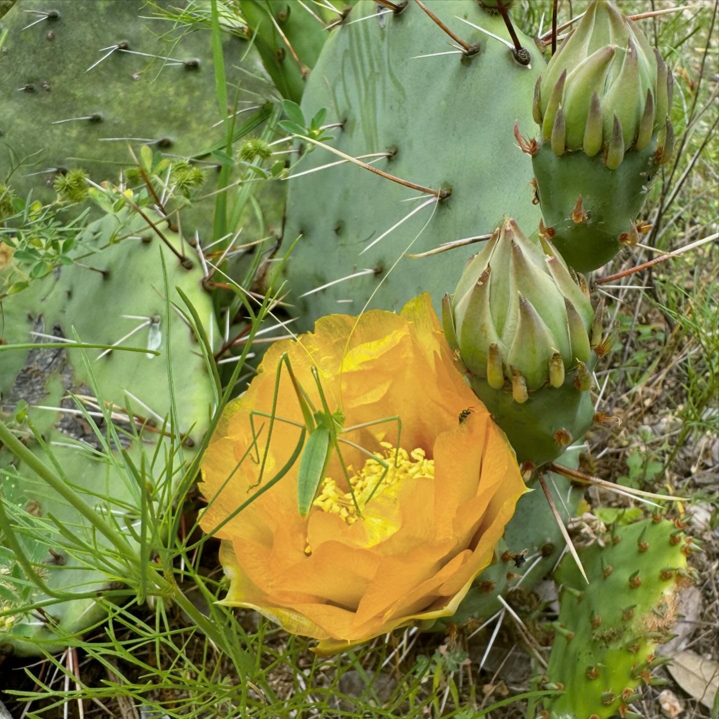 Wildflower Monday