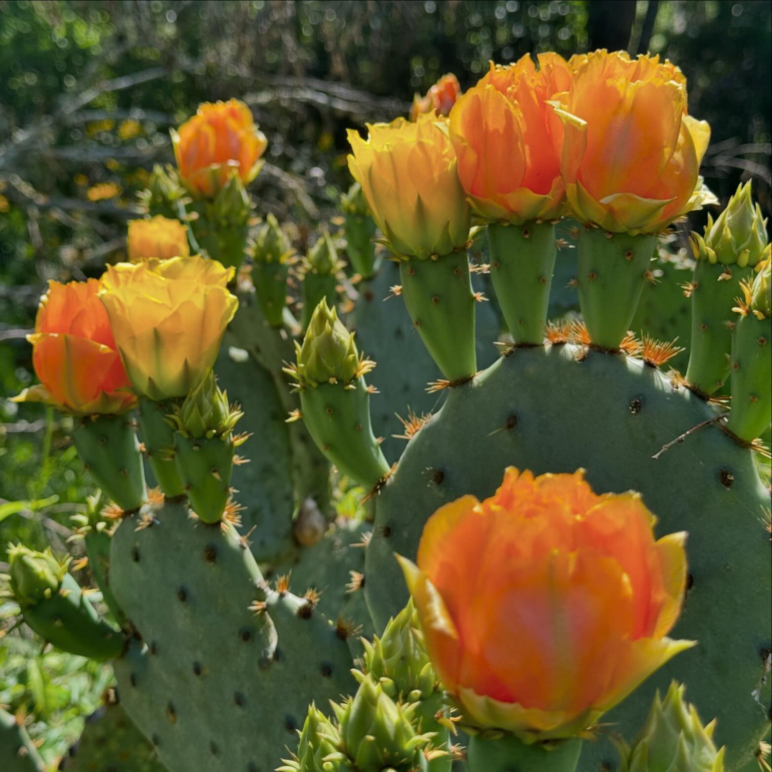 The prickly pears in Austin are putting on quite a show this week.