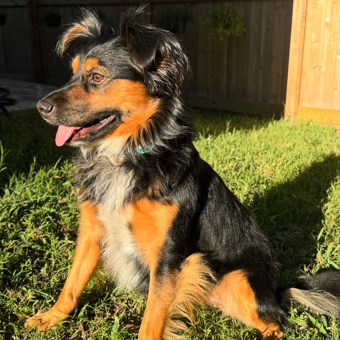 Mookie caught the good light this morning on his morning run &amp; bug hunt.