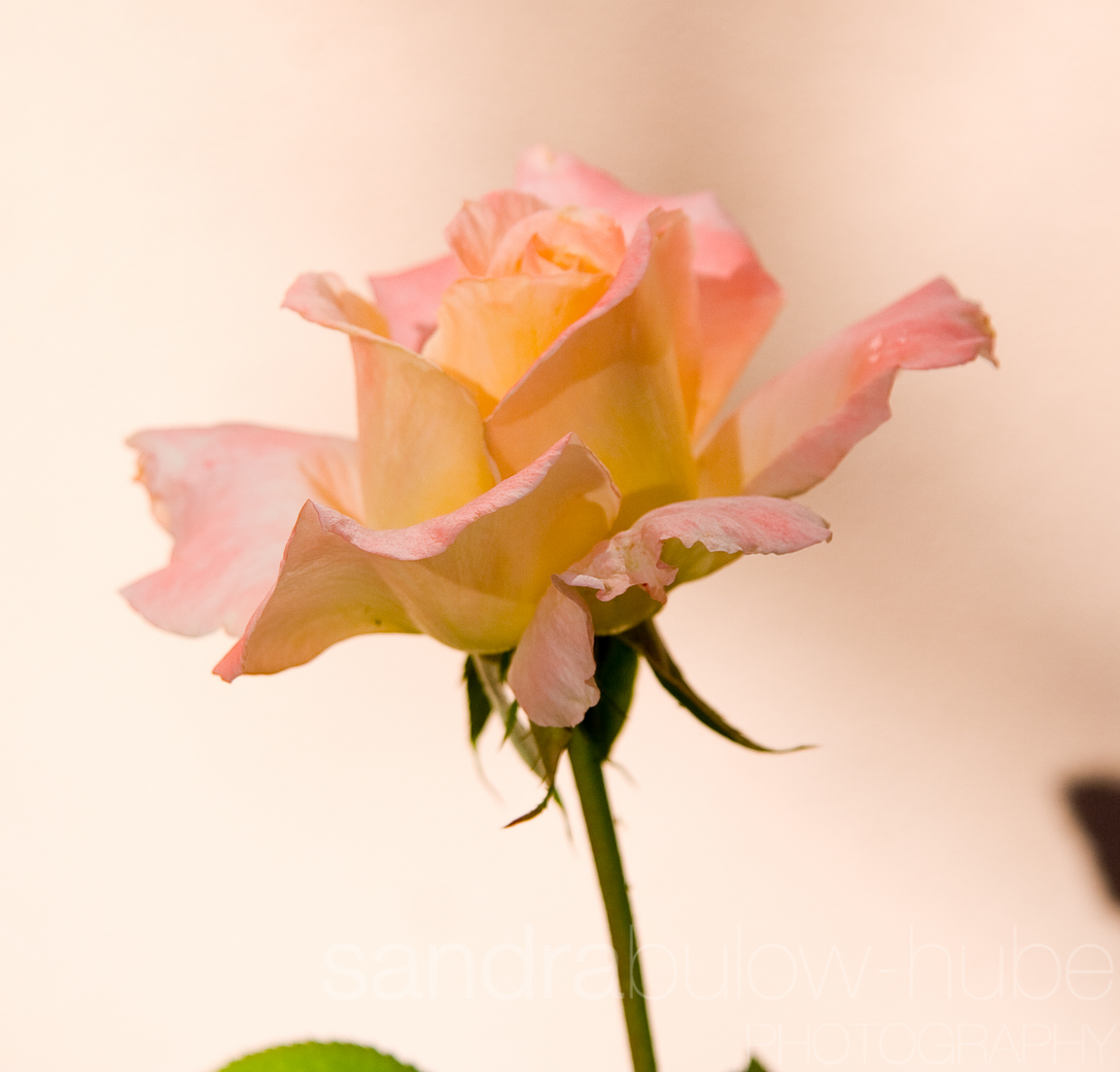 044-misc.jpg