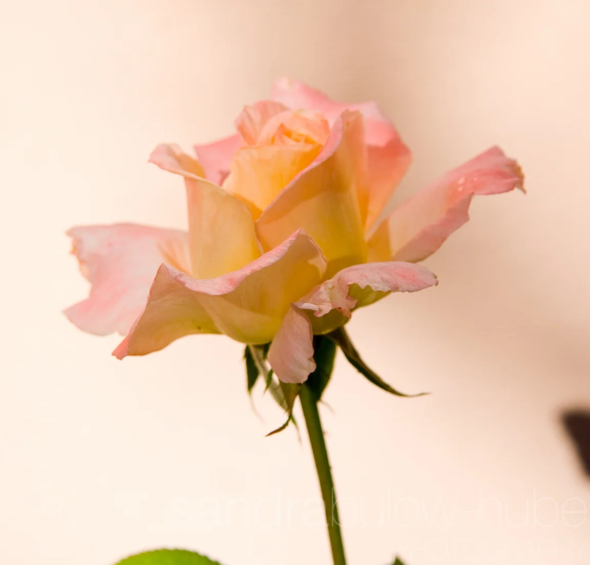 044-misc.jpg