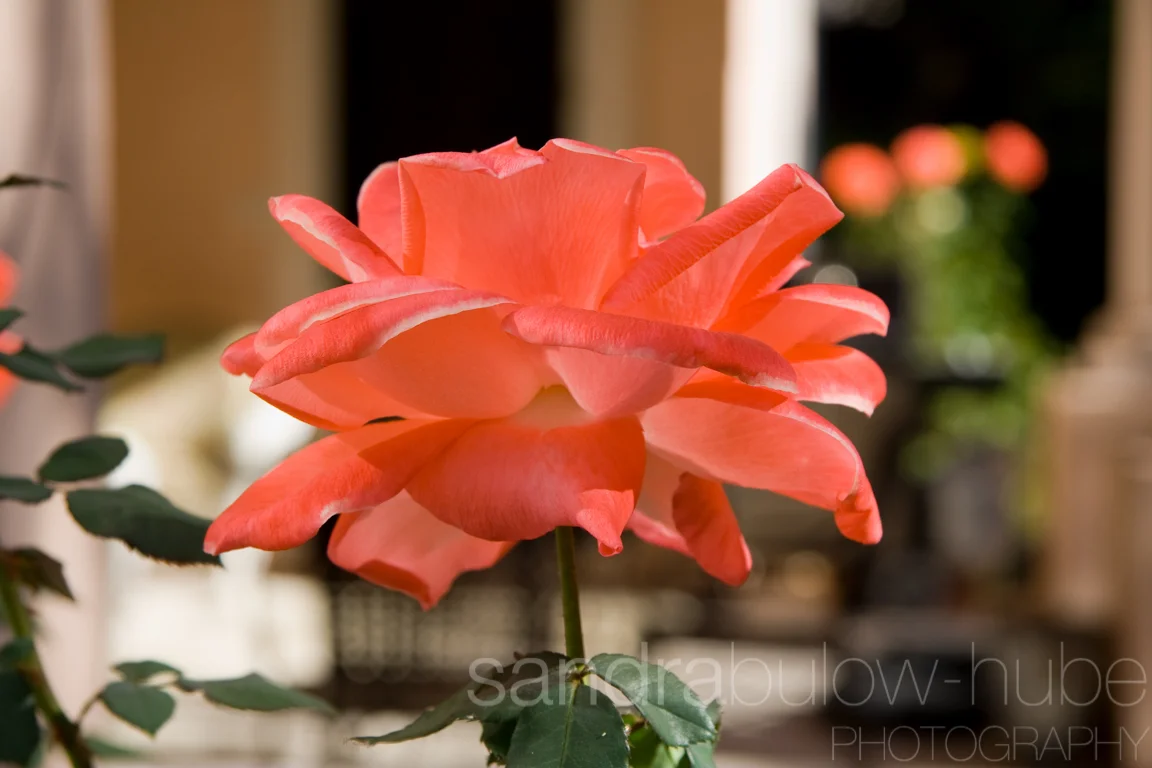 043-misc.jpg