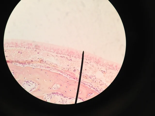 Olfactory Epithelium 400X