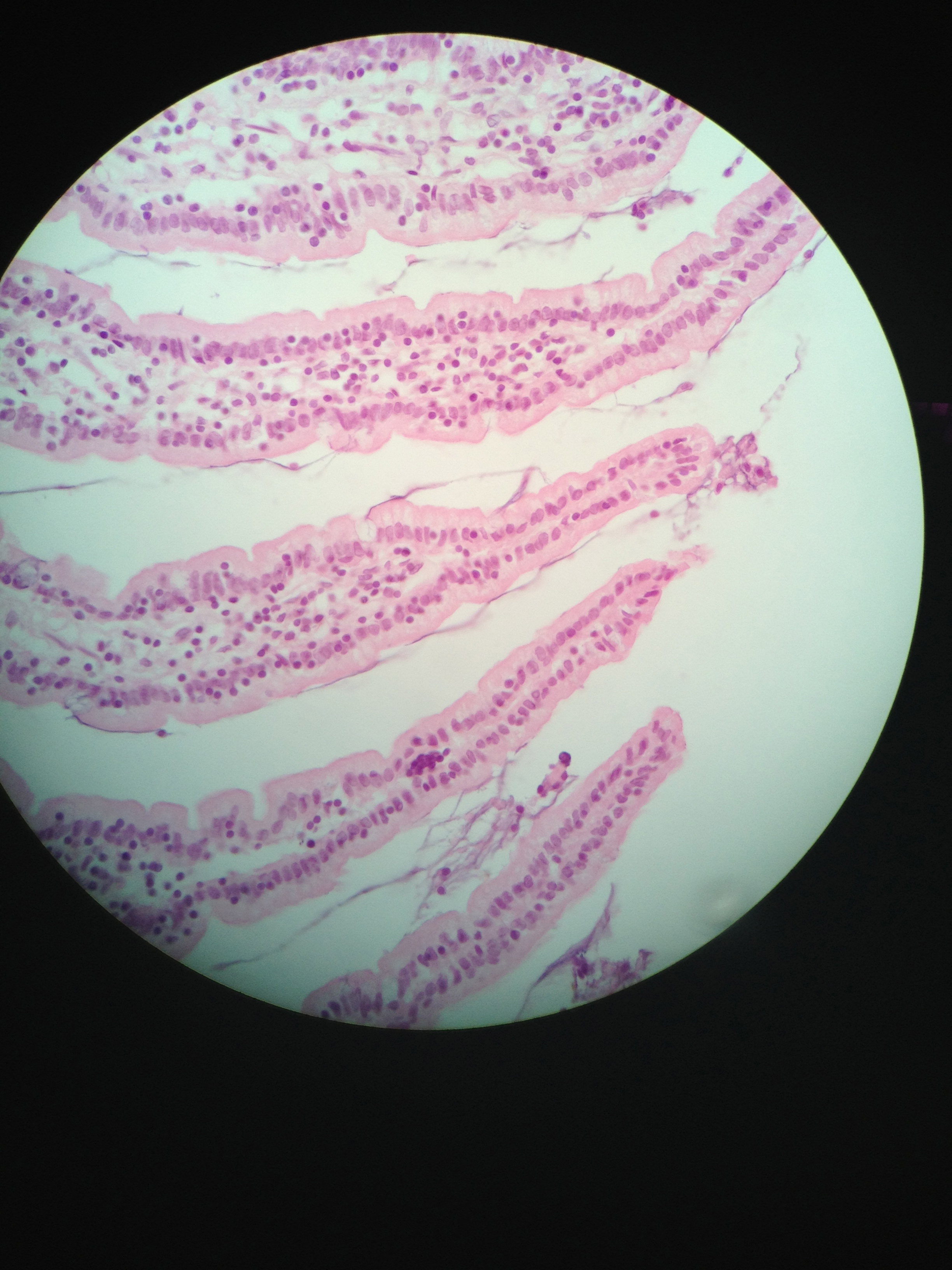 simple columnar (Jejunum) 400X