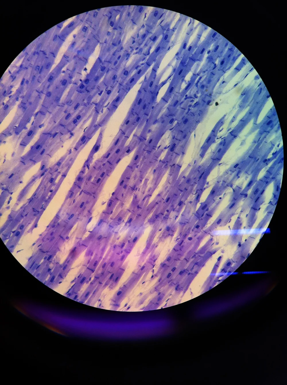 Cardiac Muscle 100x