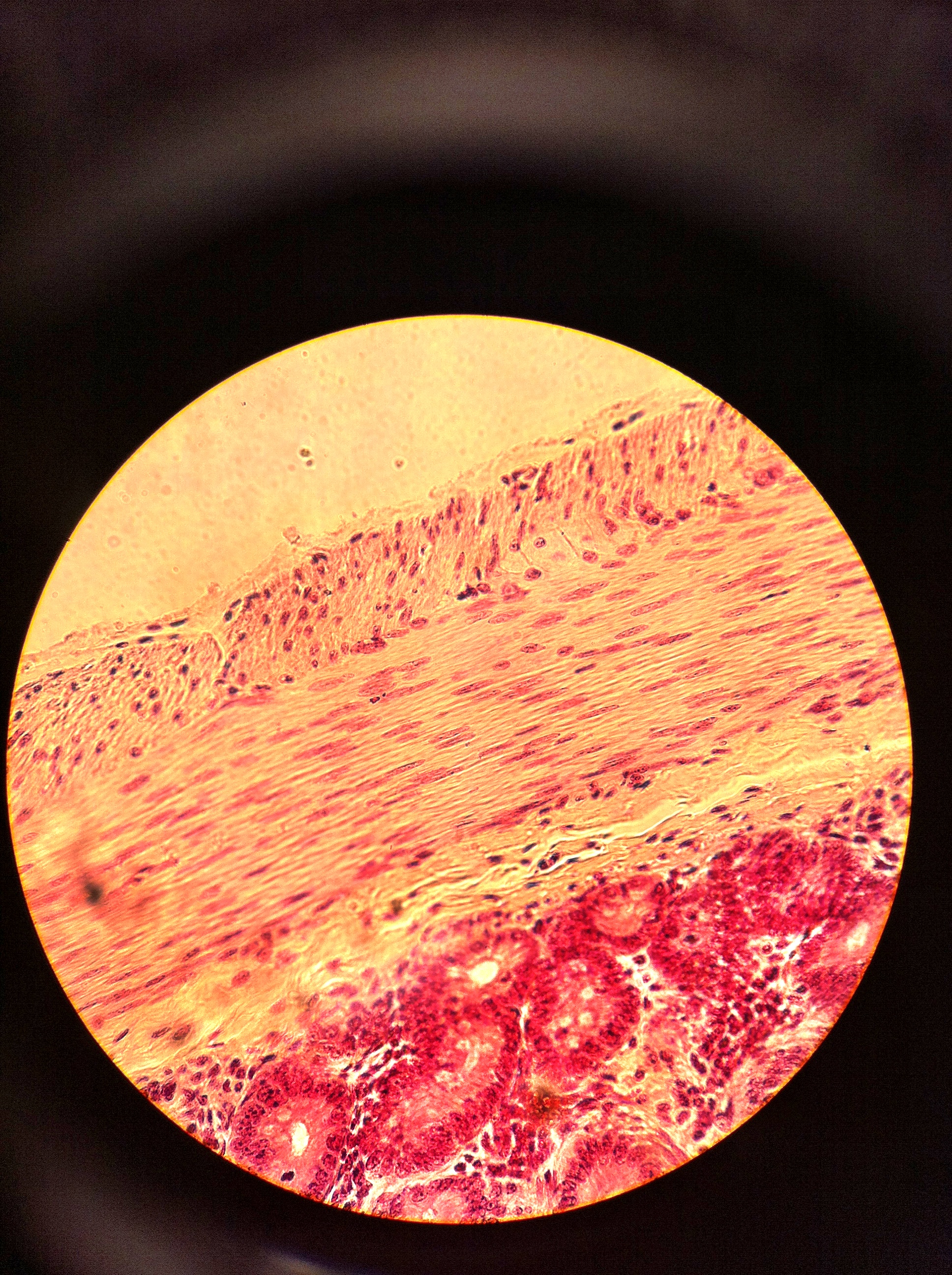 smooth muscle (jejunum) 400X