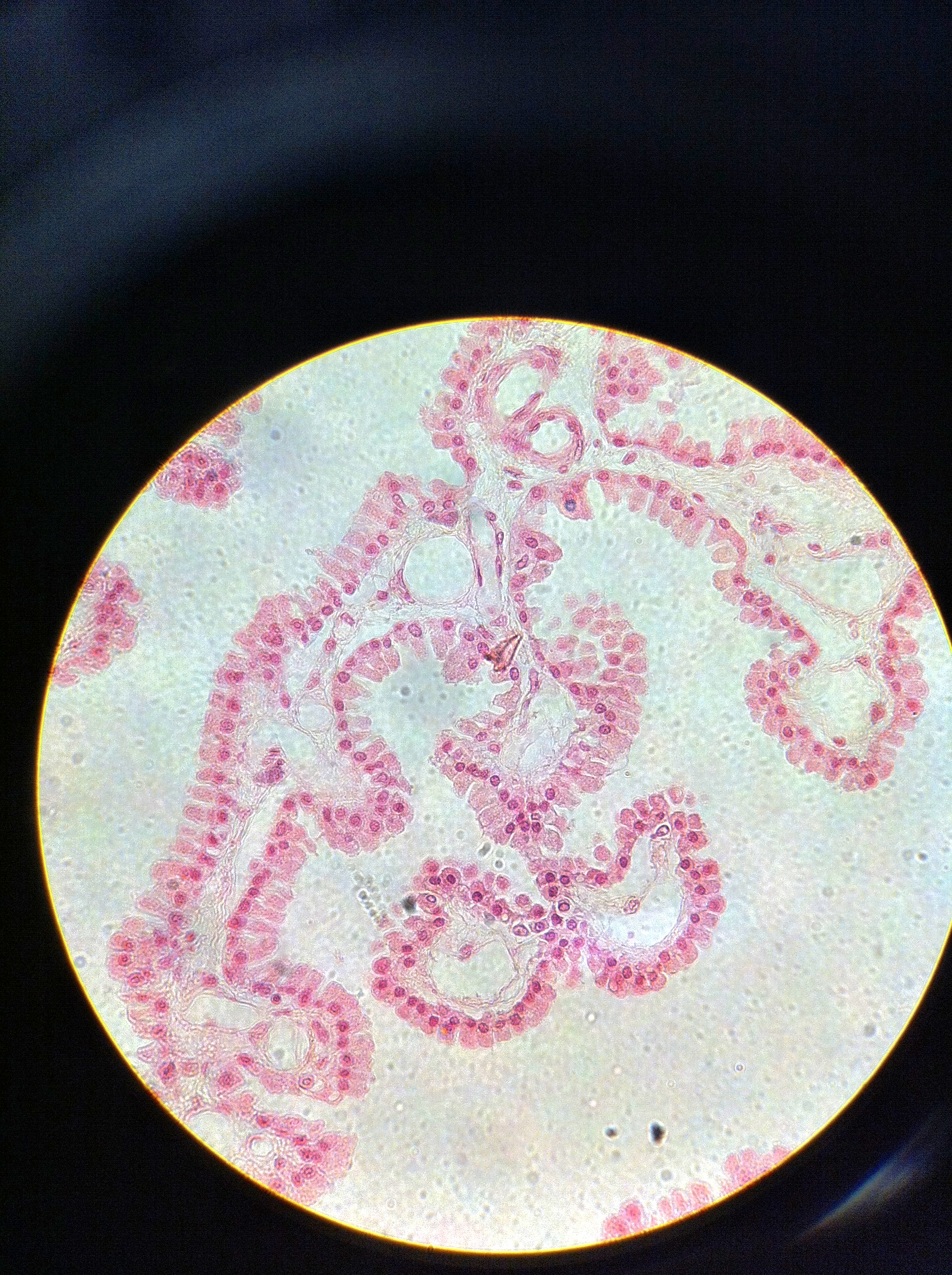 Ependymal Cells 400X