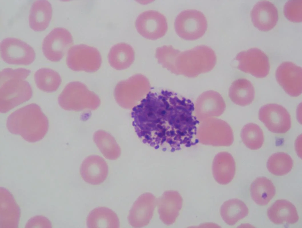 Blood — See Why Anatomy