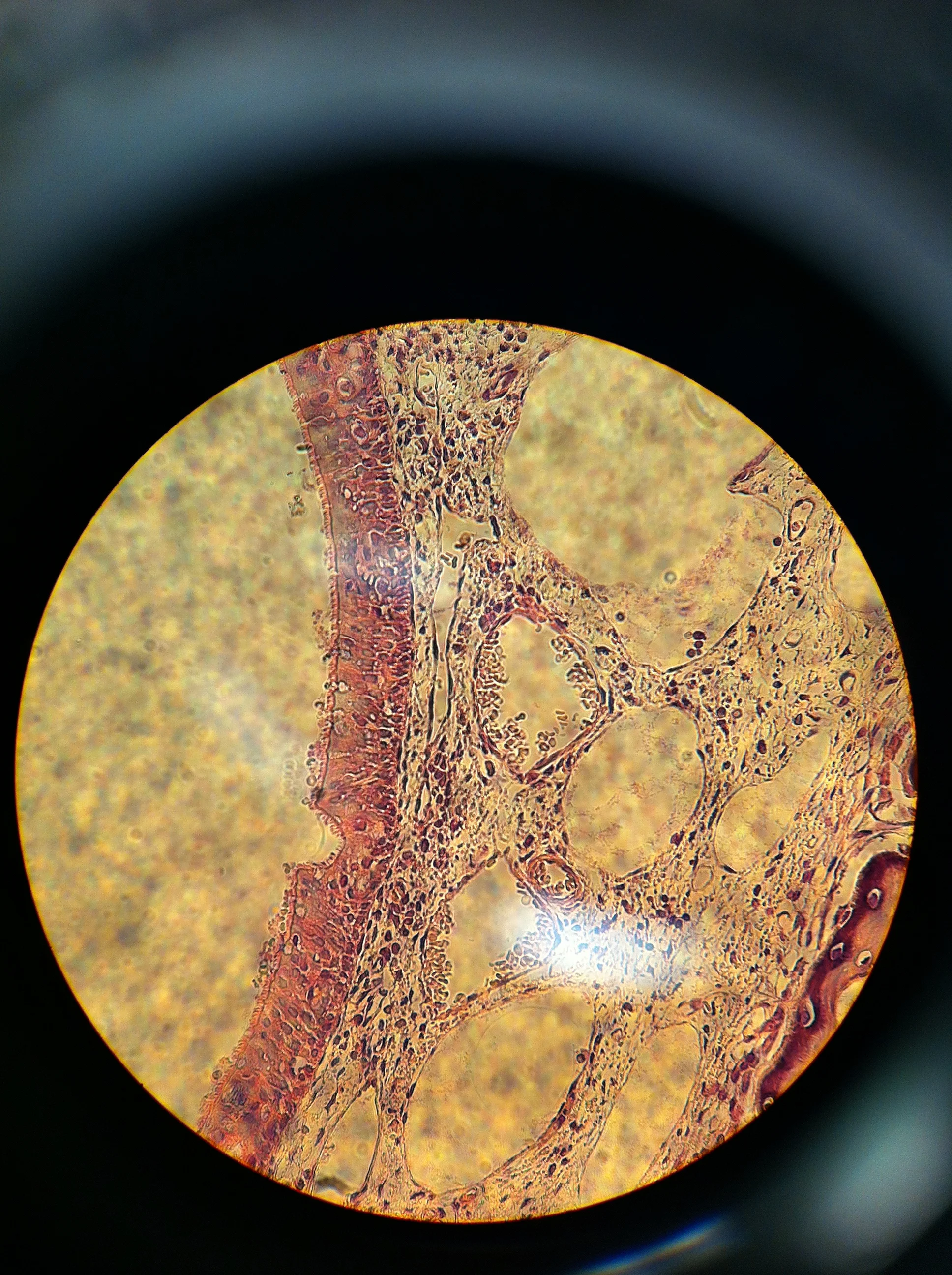 Olfactory Epithelium 400X