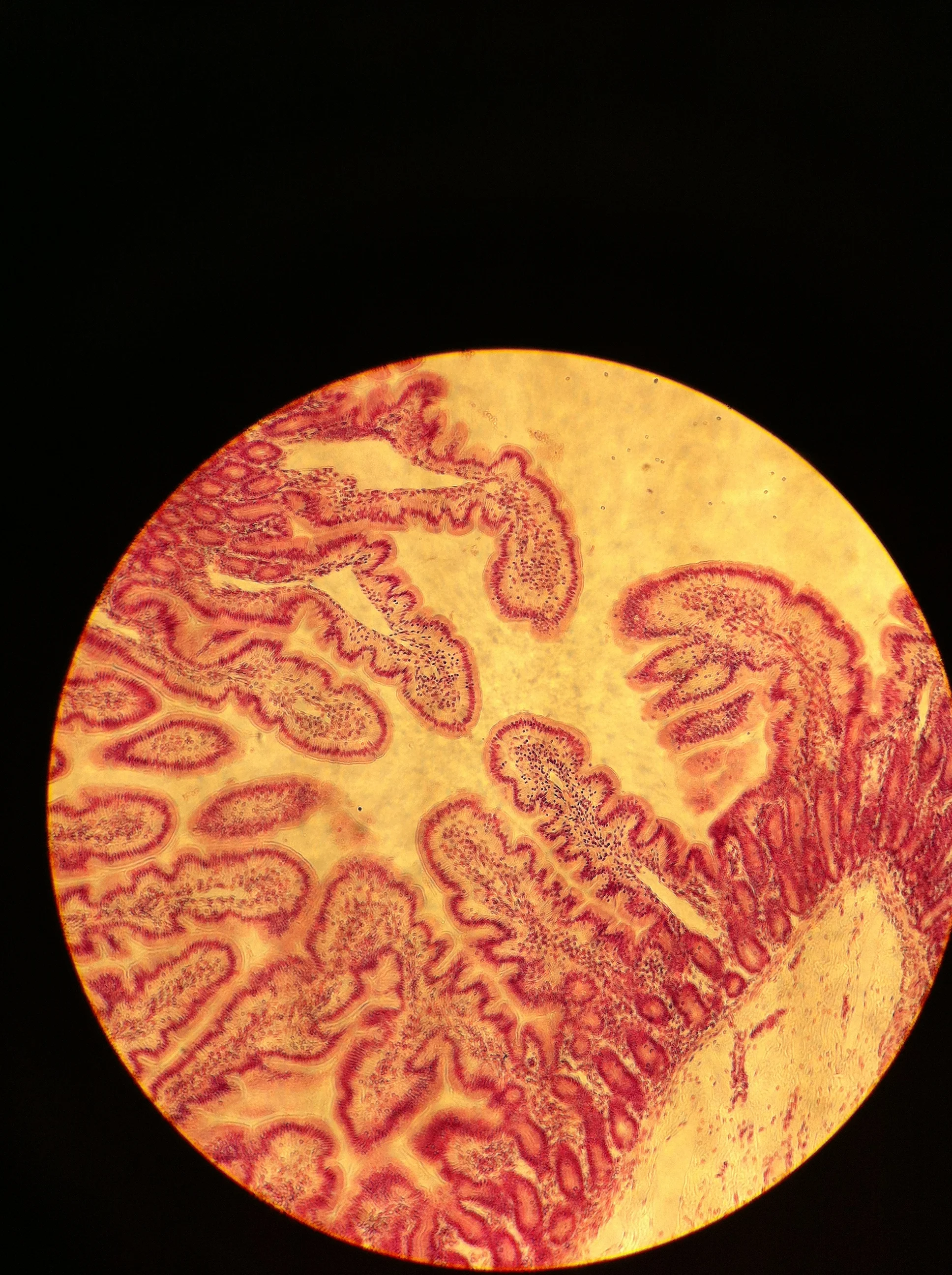 Jejunum 40X