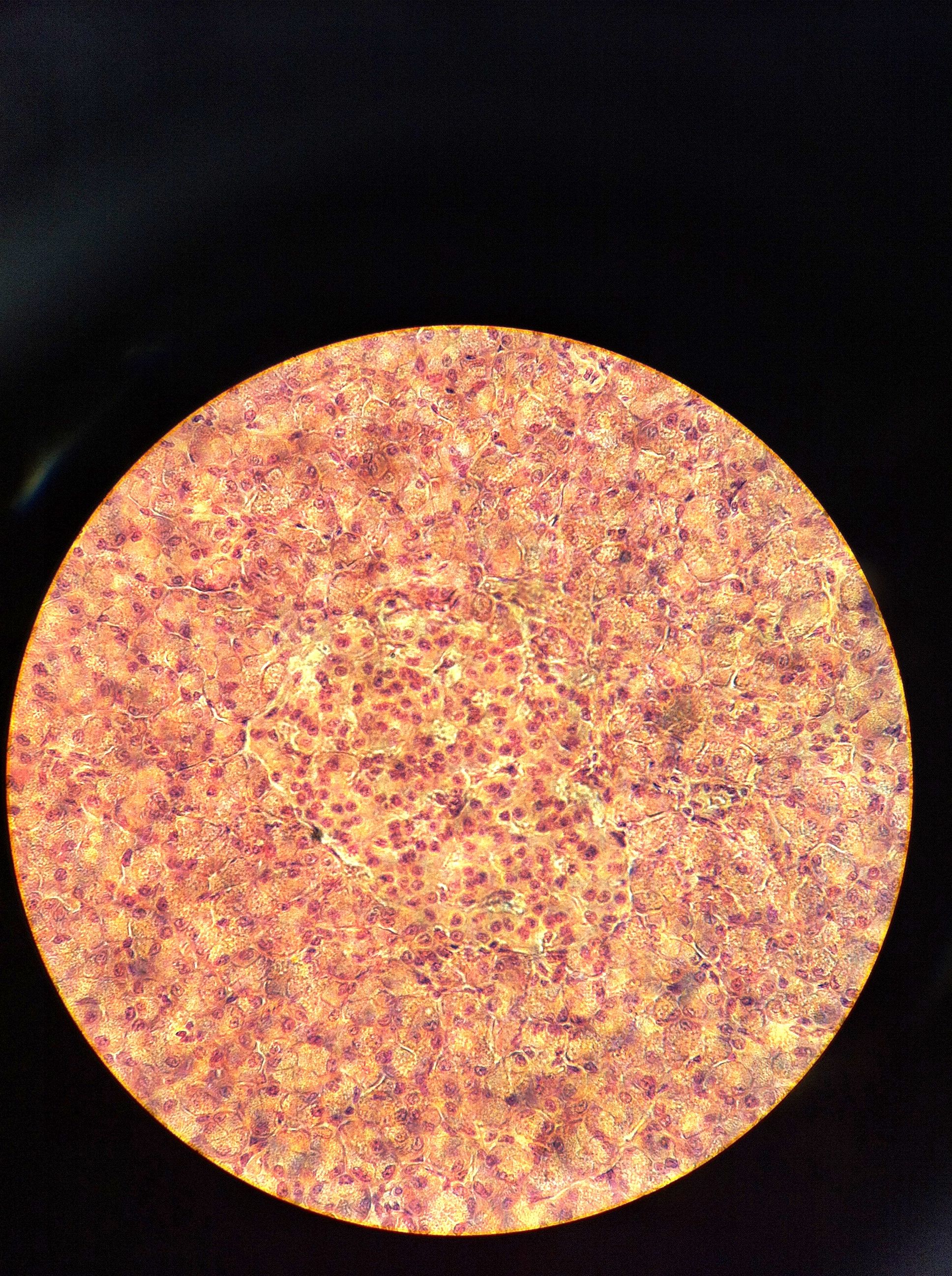 Pancreatic Islet 400X