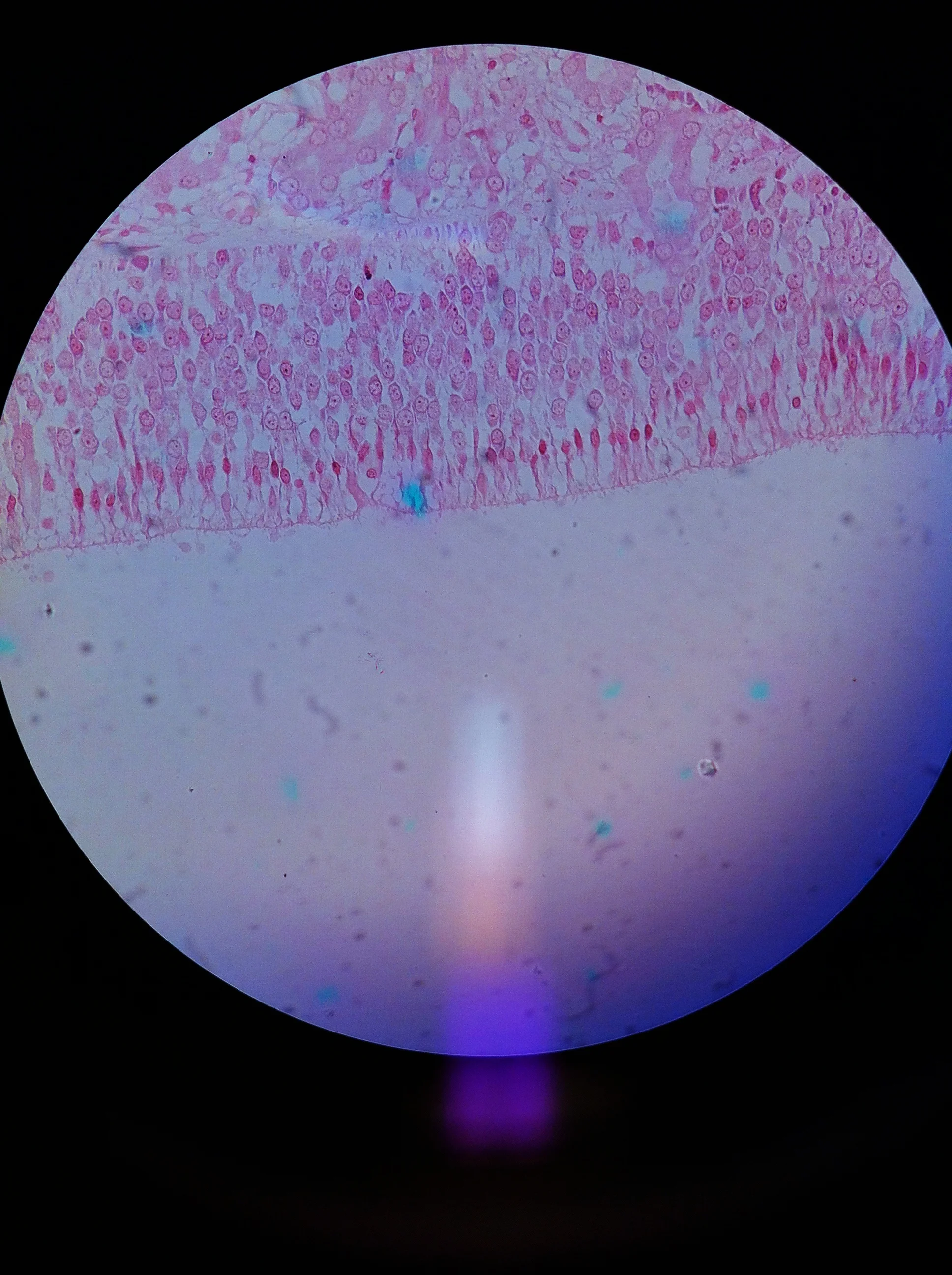 Olfactory Epithelium 400X