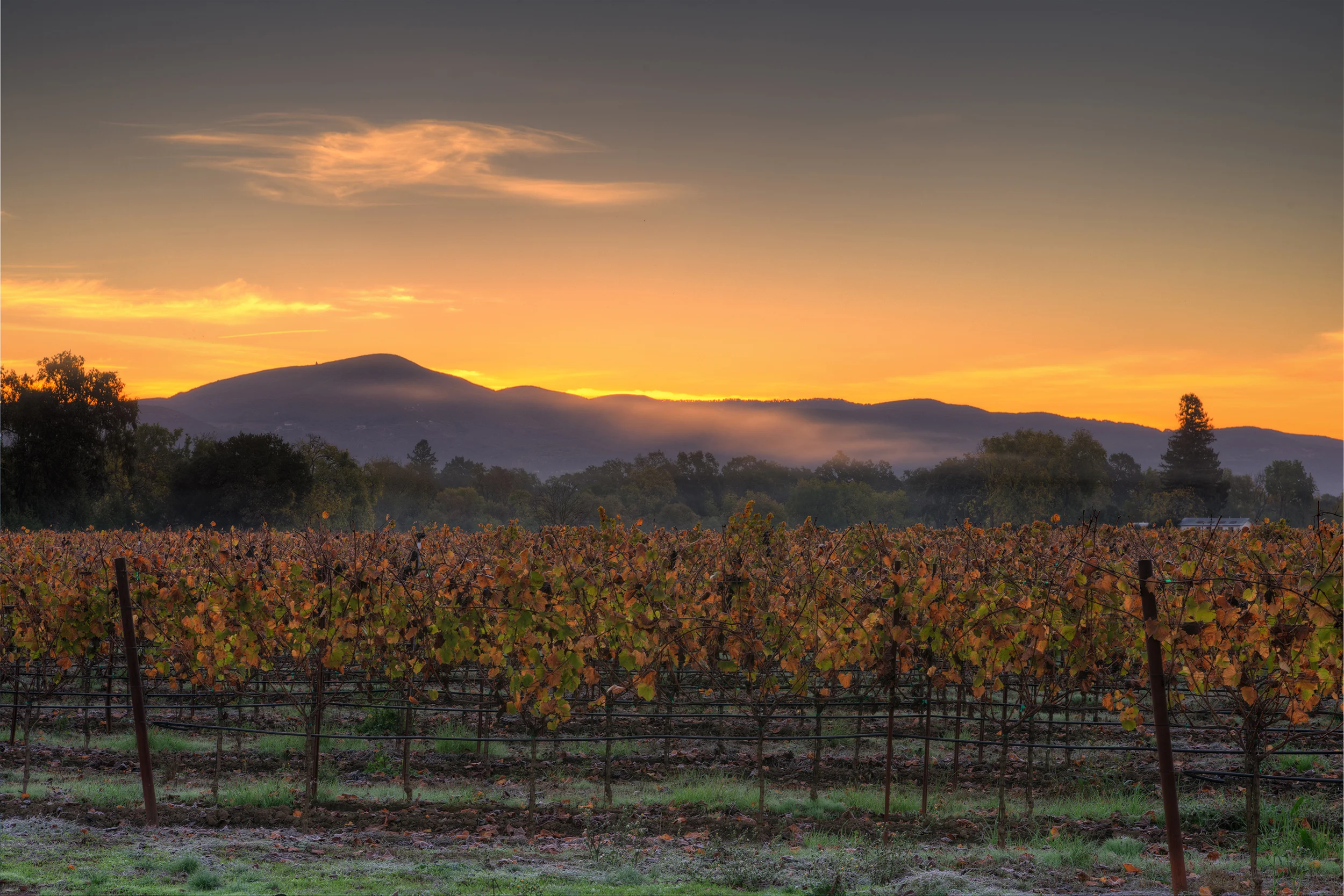 Napa Valley Skyfire