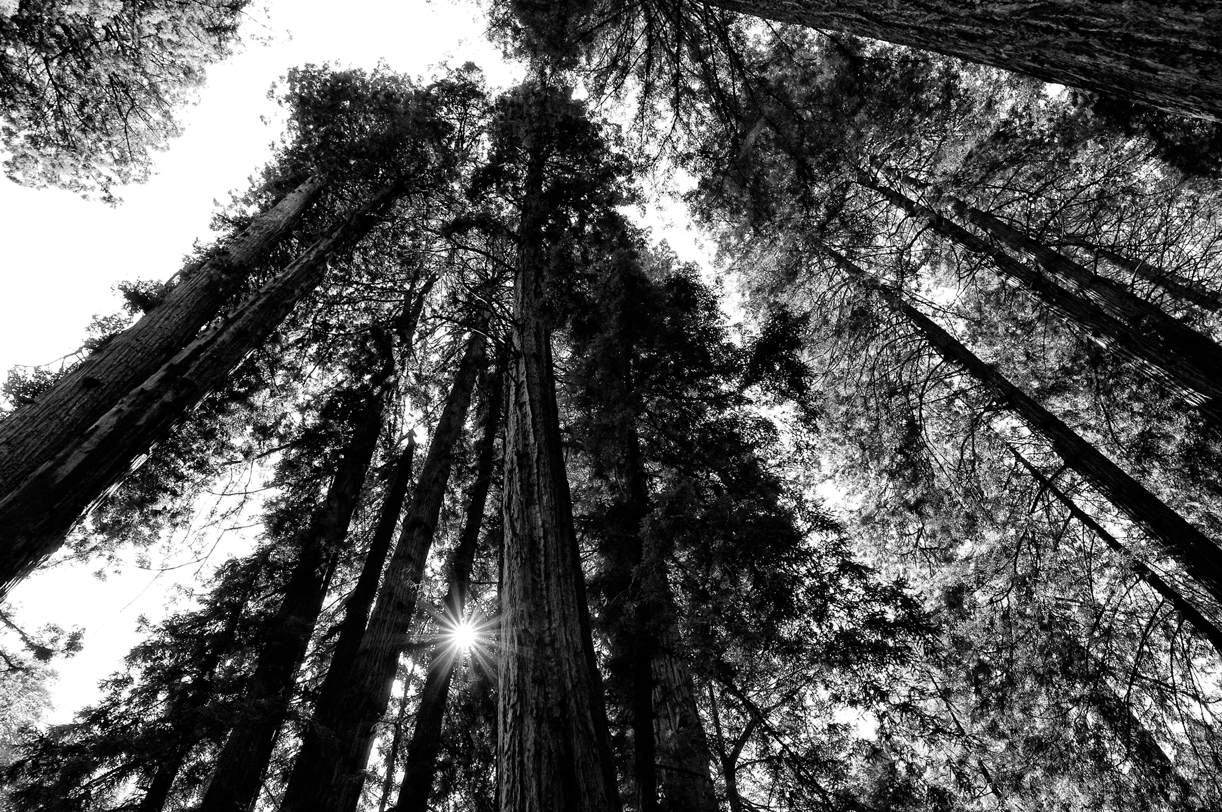 The Giants of Muir Woods