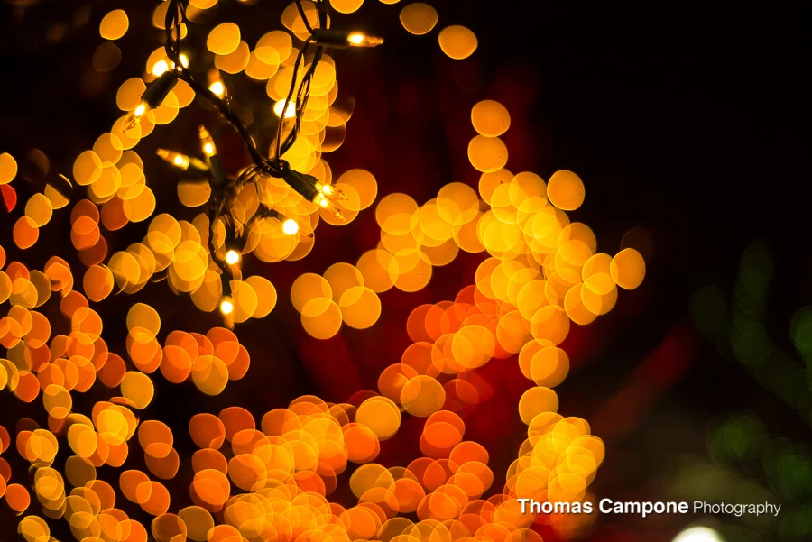 Lincoln Park Zoo Lights-3.jpg