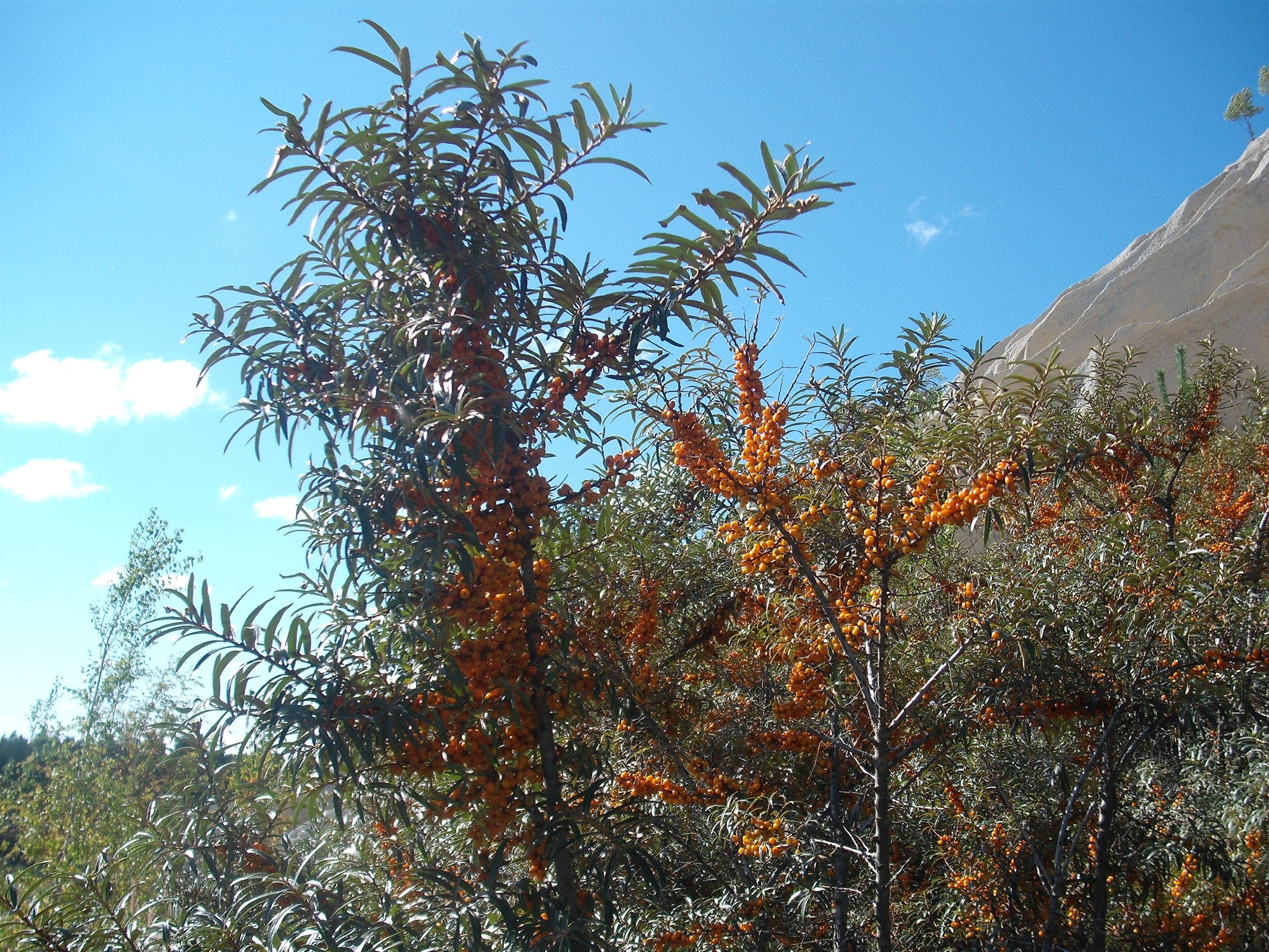 Sea buckthorn, pictured on my second visit, in August 2015