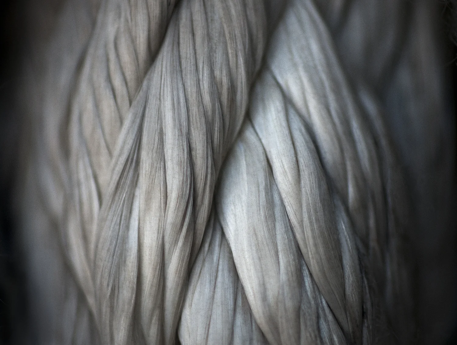 Brawn, 2012 9.5" x 12.5" archival pigment print