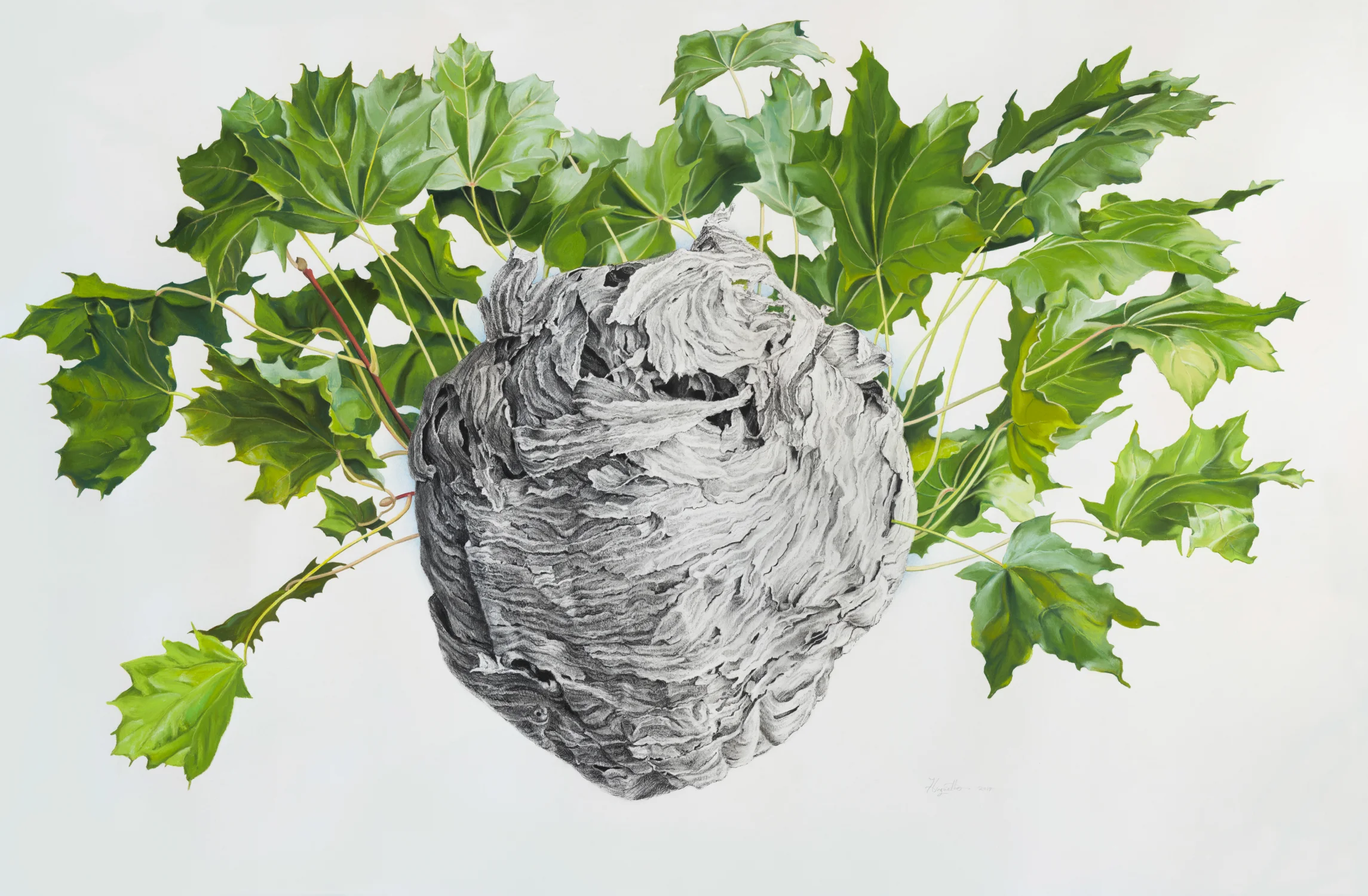 Corona, 2014 33" x 50", charcoal and pastel on paper