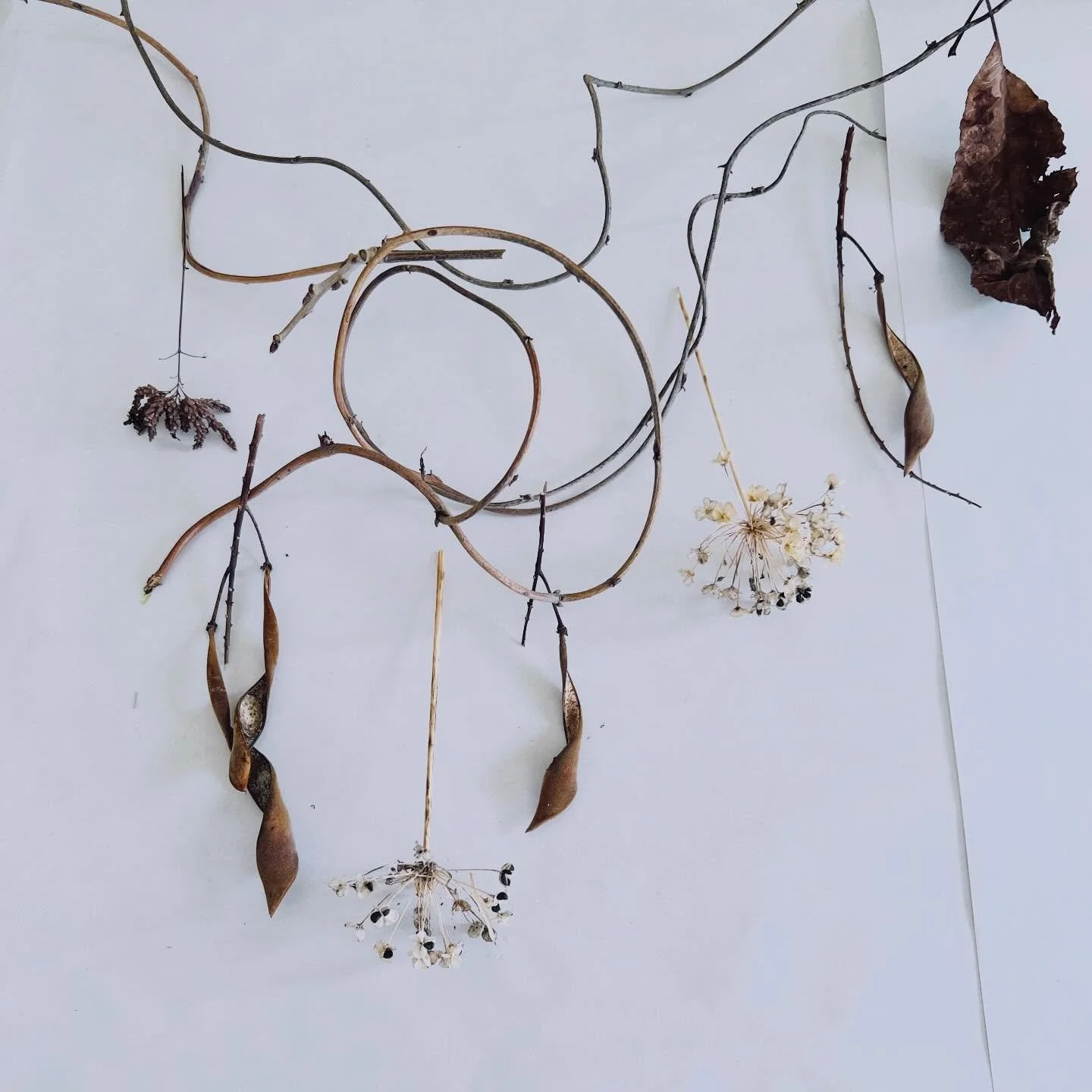 The beginnings of my backyard/suburban LA nature foraged mobile. Inspired to try some pearl mobile earrings or maybe a necklace, just sayin. 😉✨