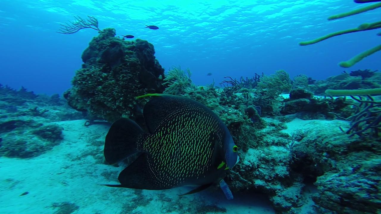 Angelfish swim-by