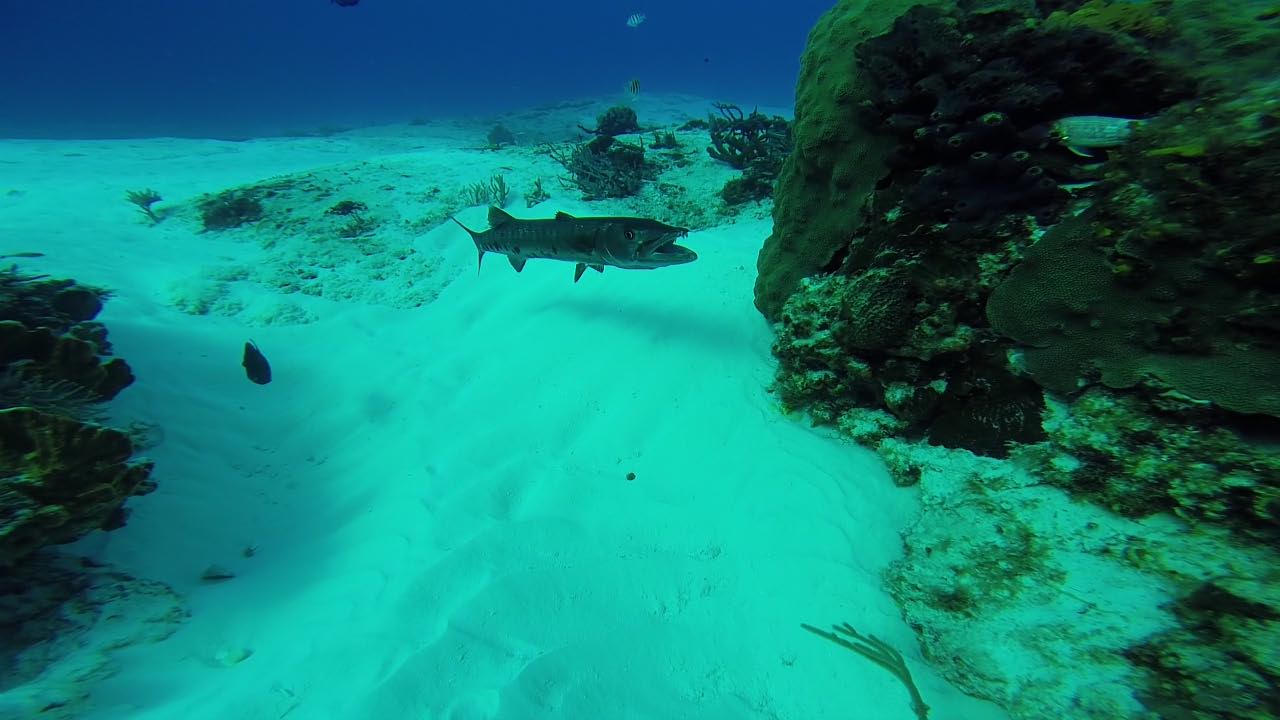 BIG Barracuda