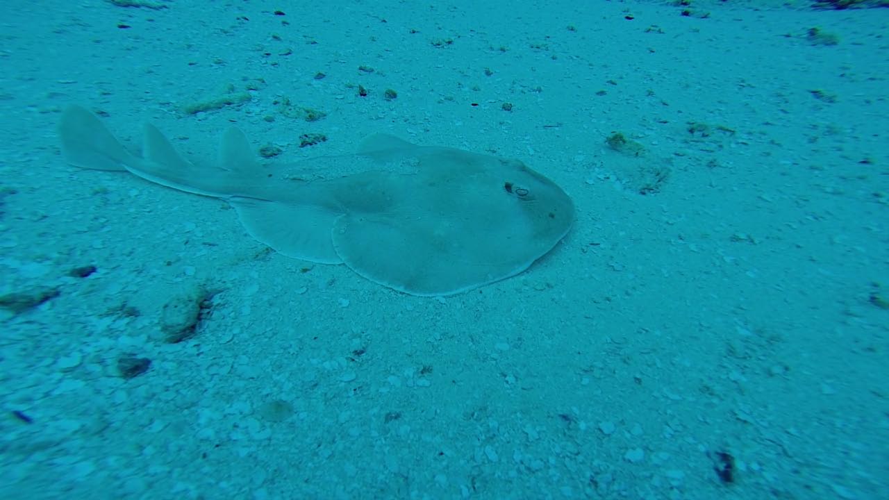 Flounder Camo