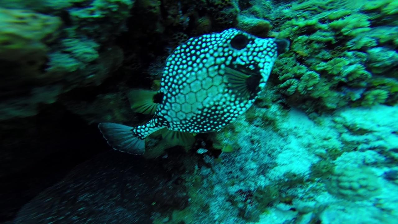 Pufferfish