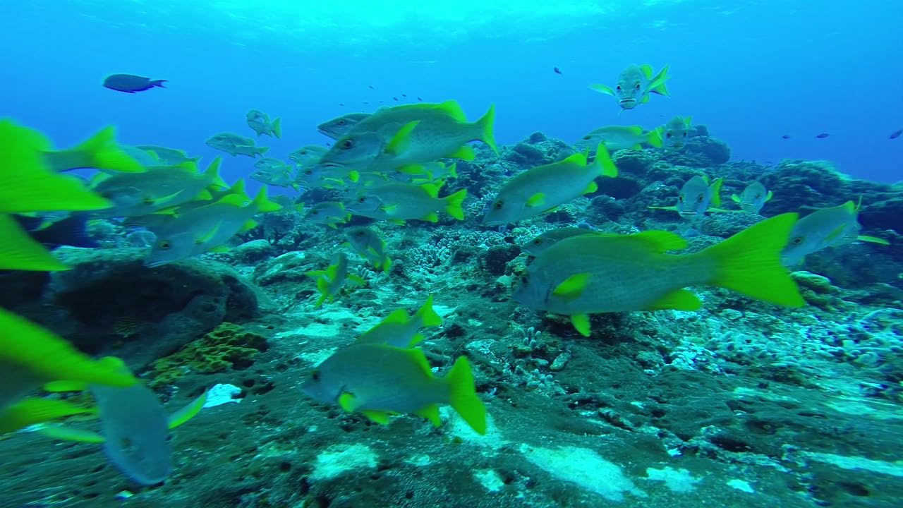 School of Yellowtail