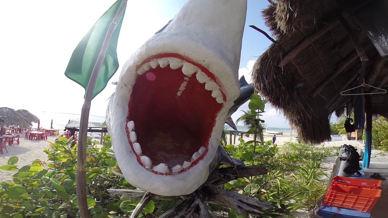 Shark Mascot