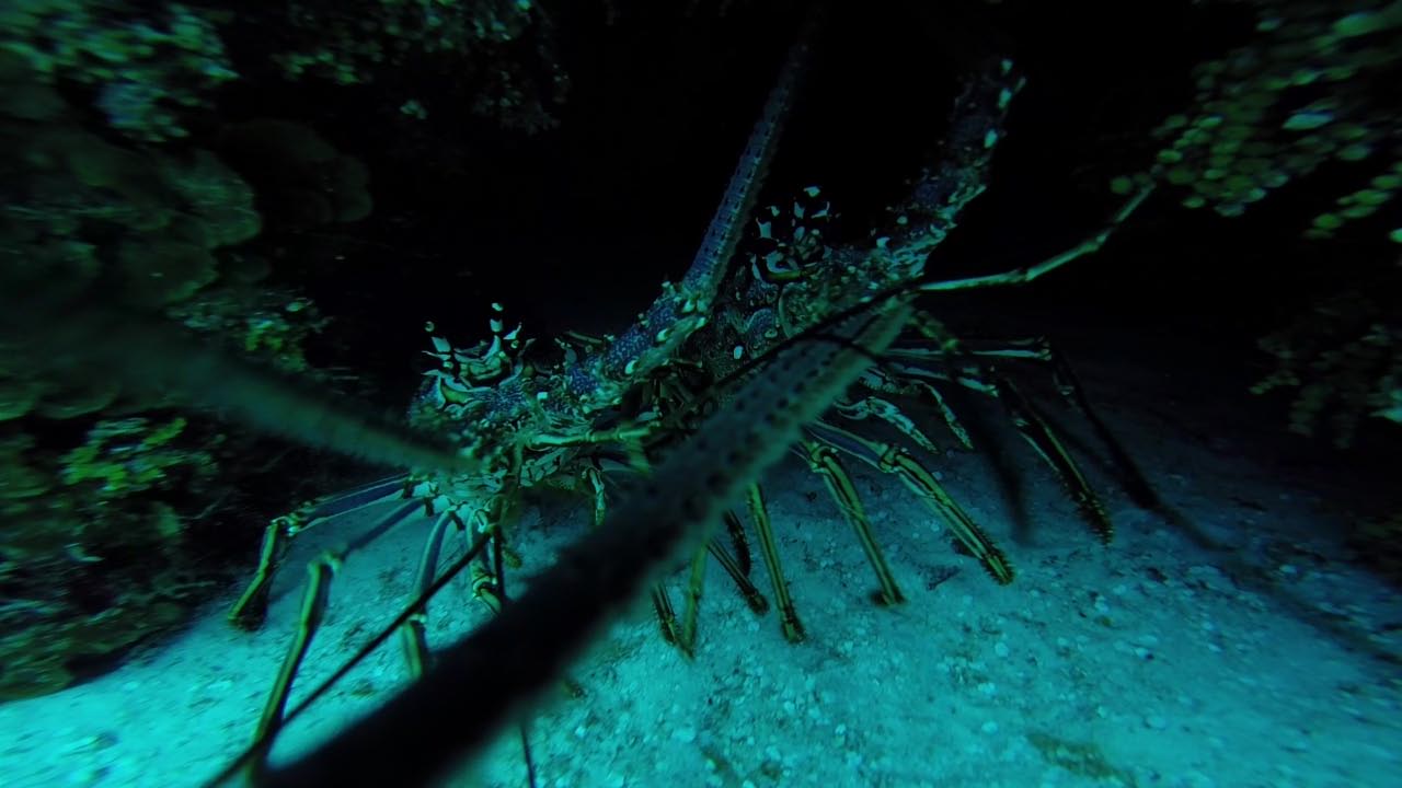 Two Lobsters