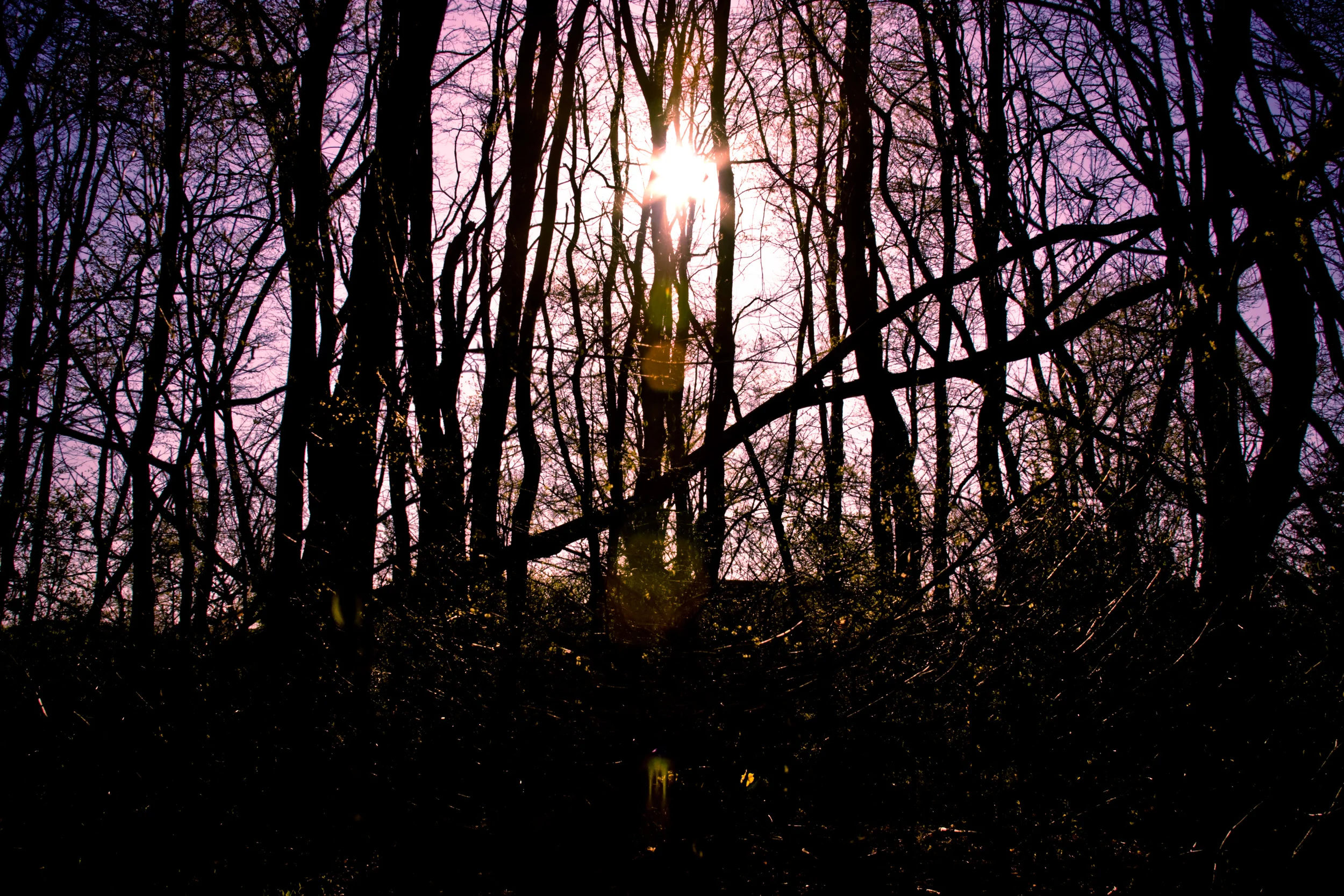 IMG_0120 purple.jpg