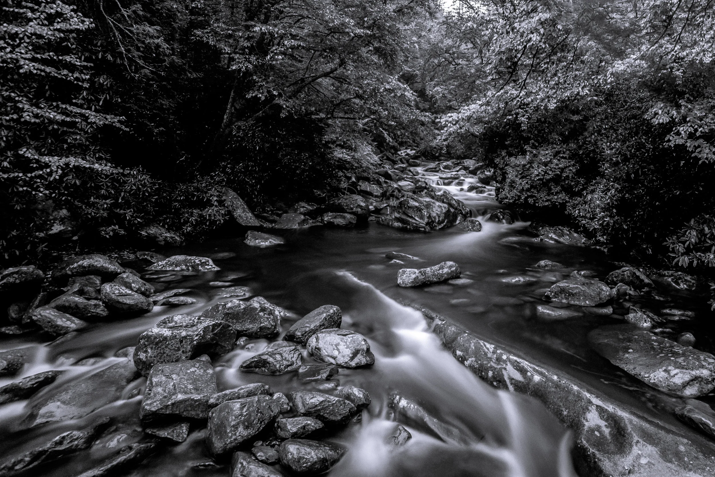 bw f.jpg