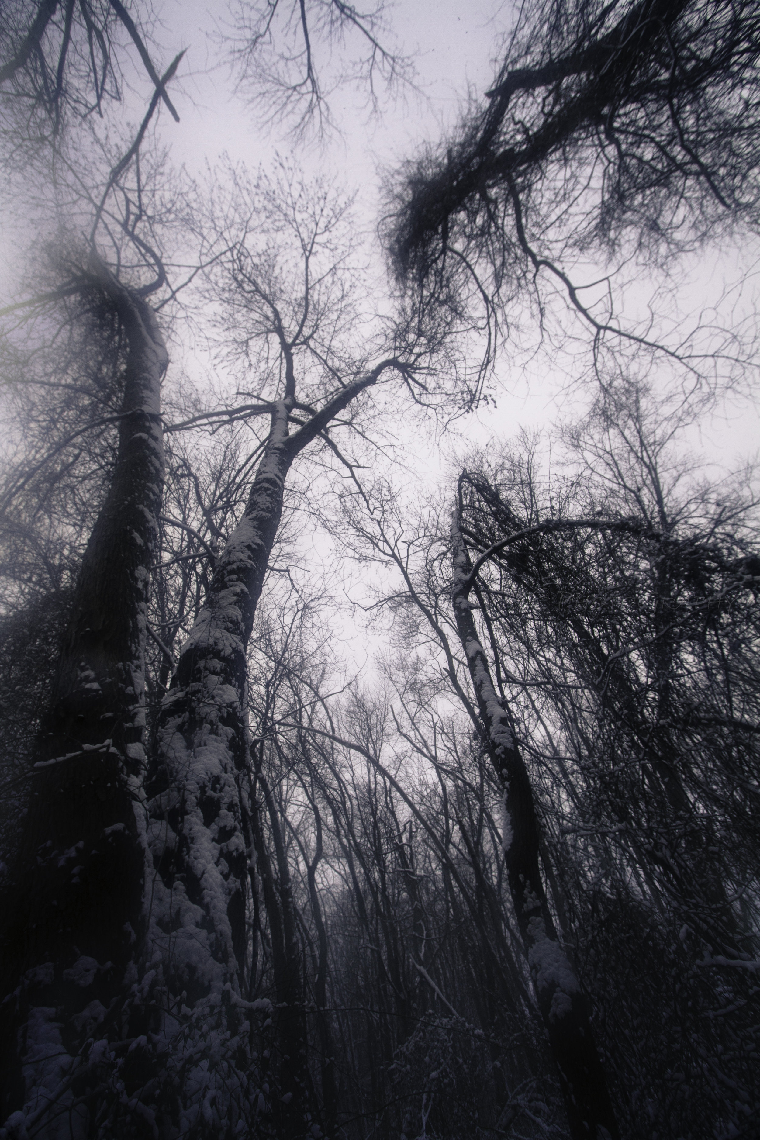 © Demetrios Varoumas, All Rights Reserved