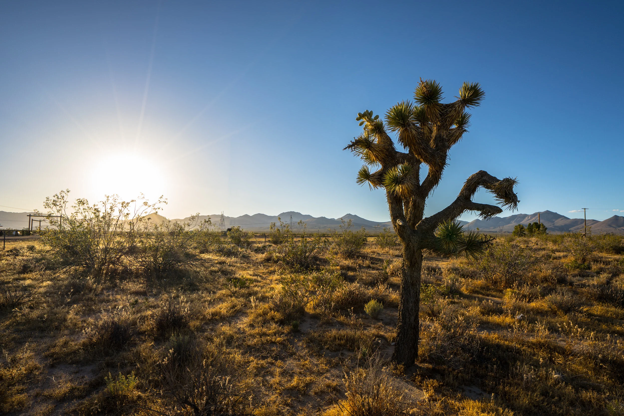 Joshua Tree