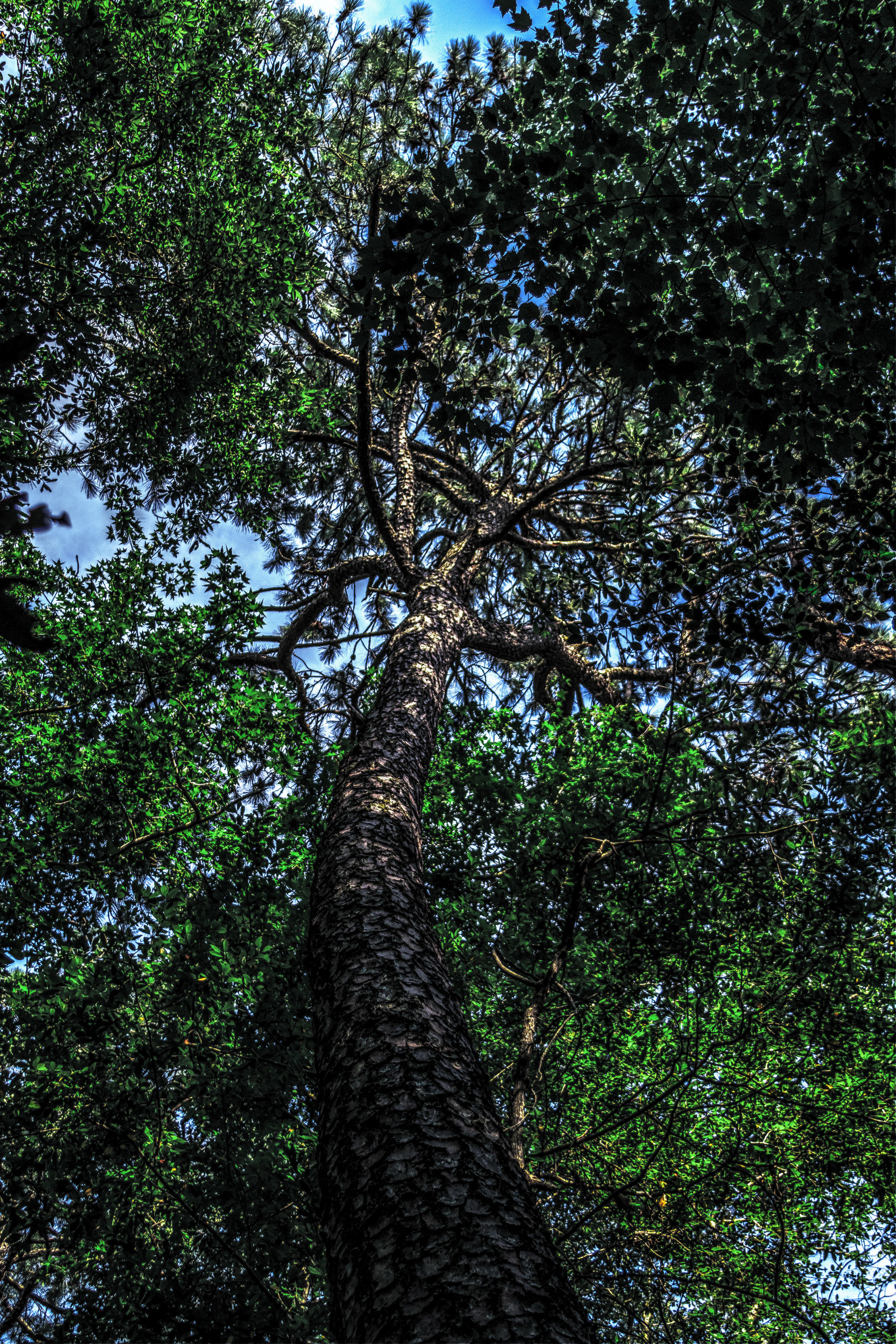 IMGL5308 bright_color_dark_tree.jpg