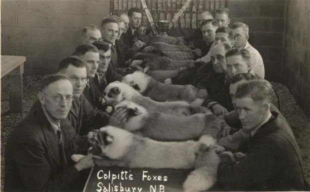 A group of men at a fox raising contest held in Salisbury. 19 September 1940 Salisbury, Westmorland County, Canada