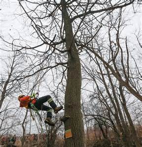 Arborist collecting scions.