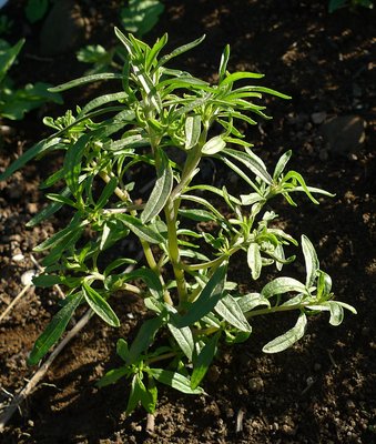 Summer savory is a key ingredient in fricot.