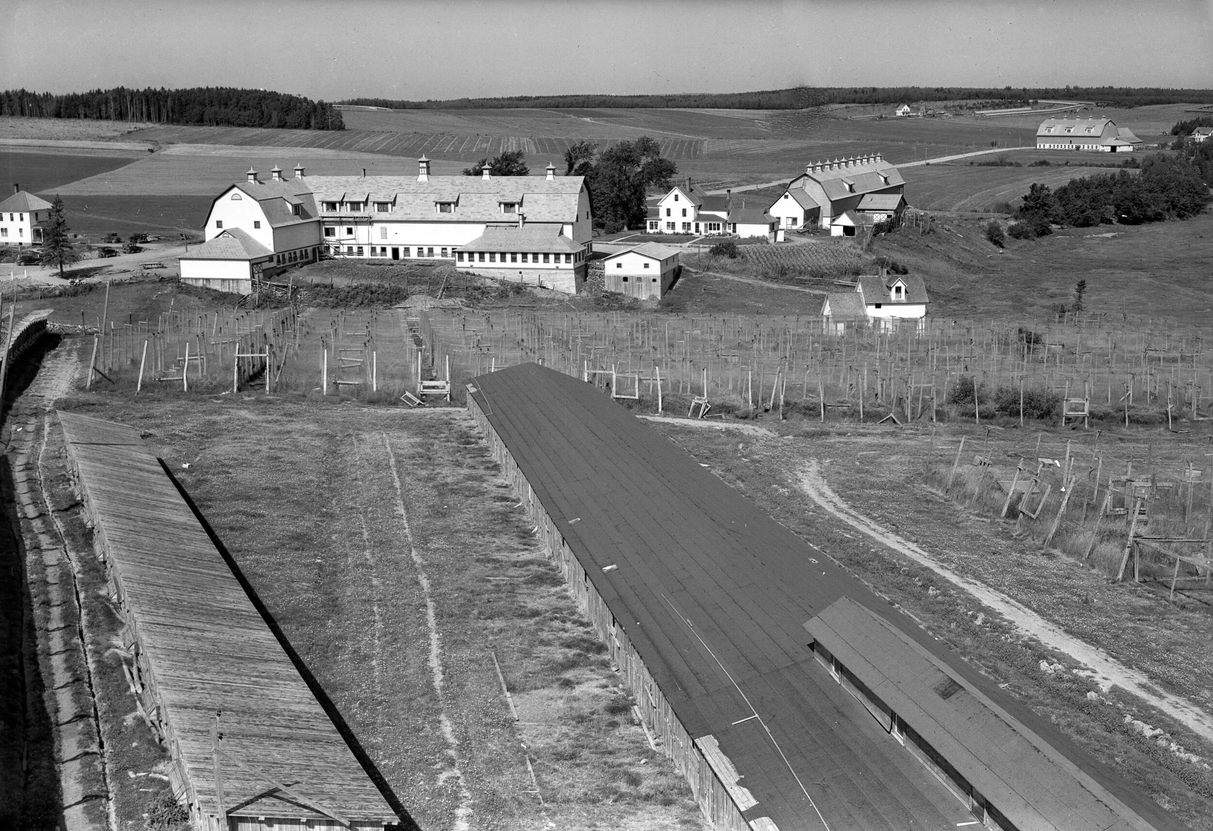 View of farm fields and various barns and farm house in the background, Fred Colpittsfarm from 1938 Provincial Archives of New Brunswick P93-AL-3
