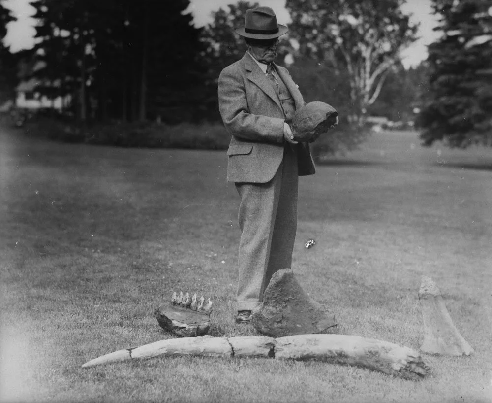 Conrad Osmond, with the remains of the Hillsborough Mastodon at location in 1936. From Library and Archives Canada / PA-1989-455 NPC