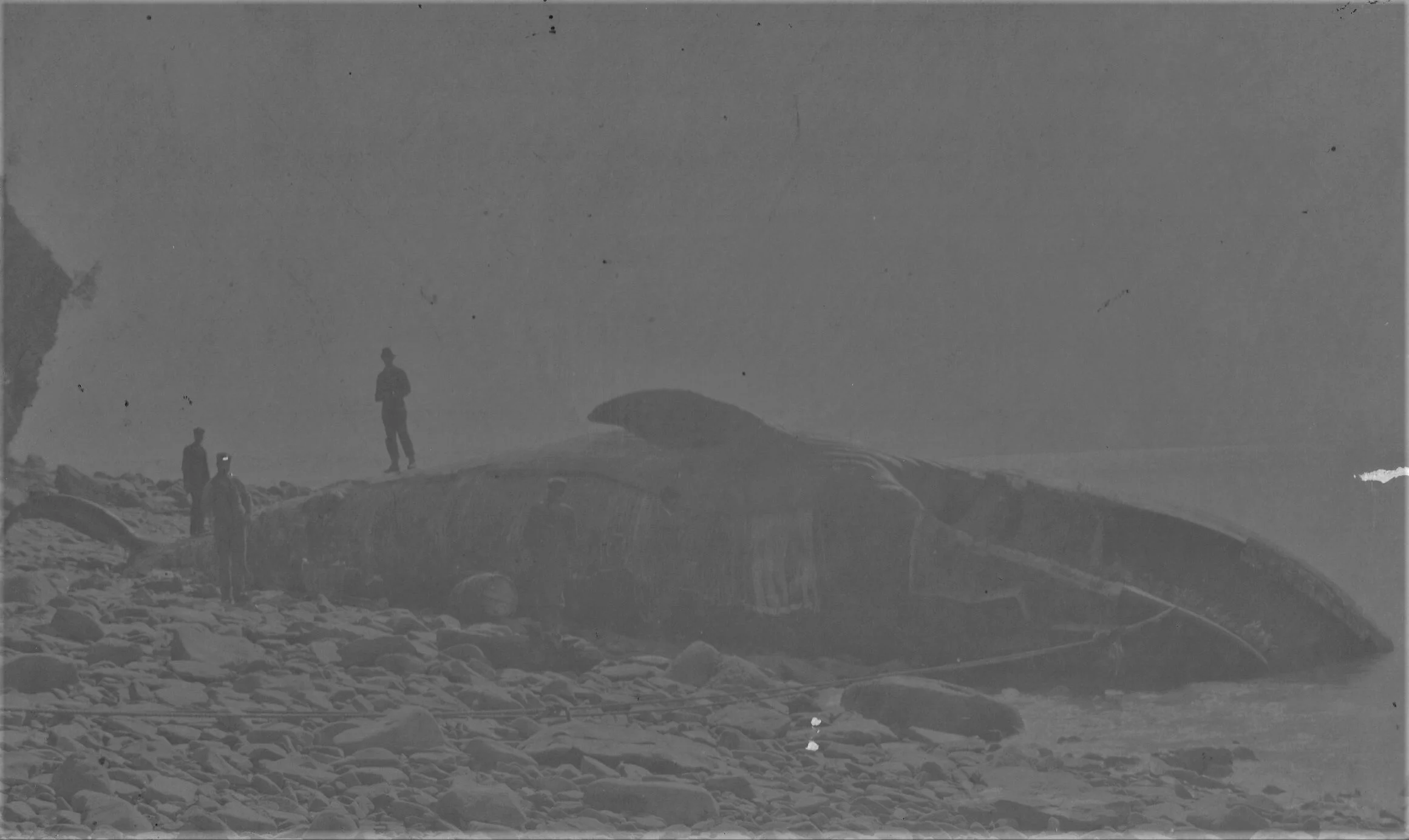 Whale Captured at Alma. from the Albert County Museum Collection 981.5