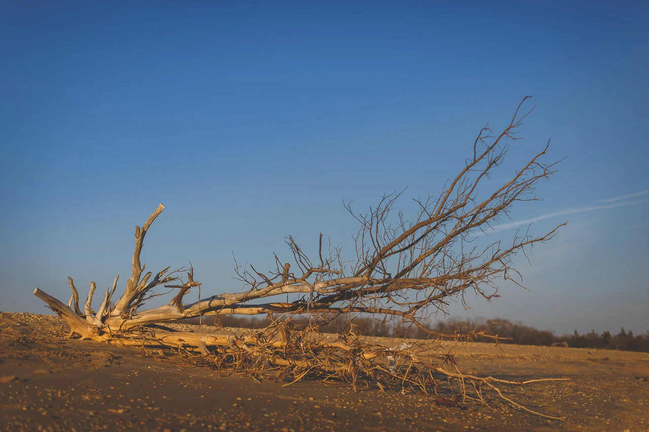 Driftwood Sandy Hook New Jersey