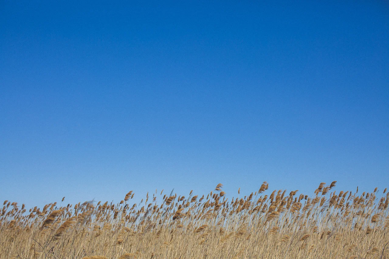Tall Beach Grass
