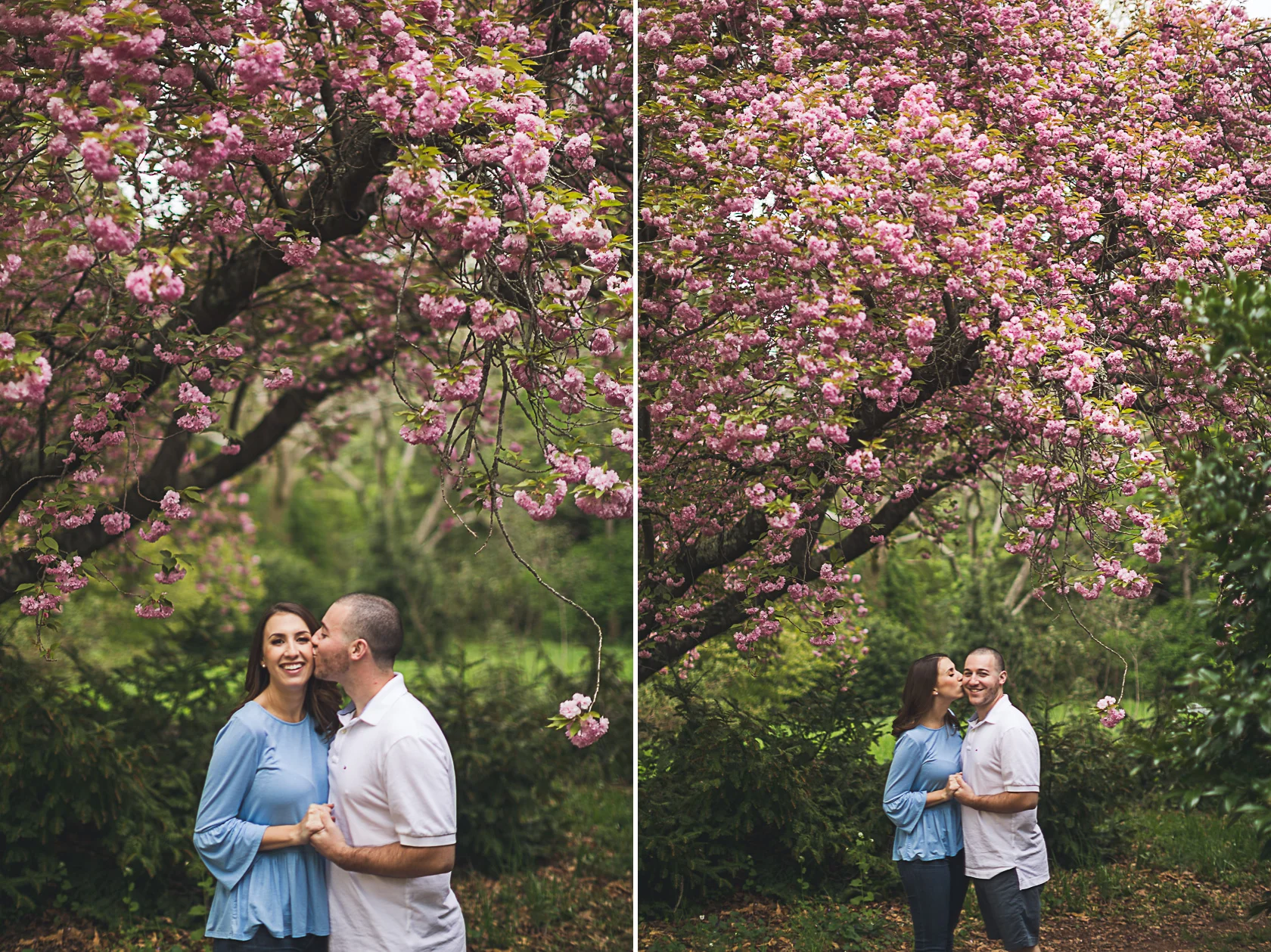 Under the cherry blossoms