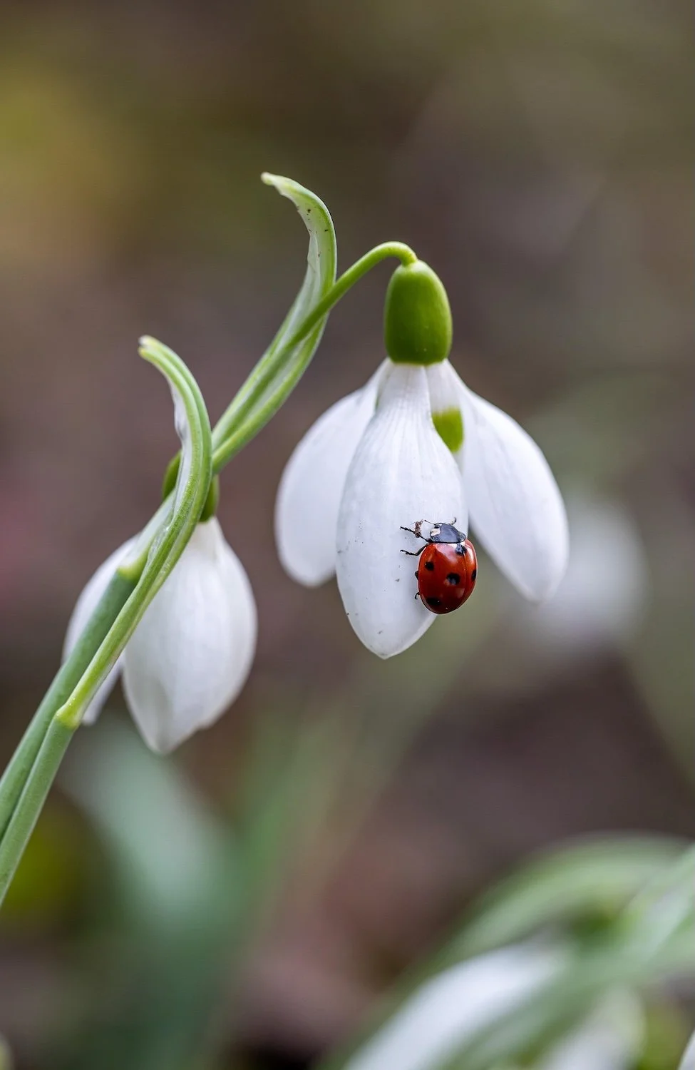 Ladybug on white flower by Pat from Pixabay