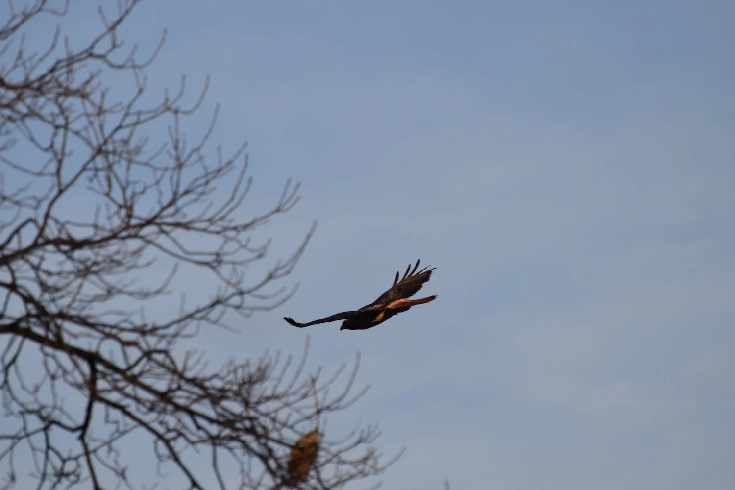 Photo of hawk soaring along bare treeline in blue sky by Amanda Linette Meder team
