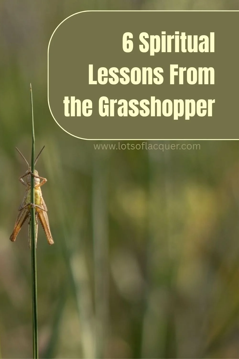 Grasshopper on blade by Nurcan Aytas on Pexels text overlay 6 Spiritual Lessons of Grasshoppers