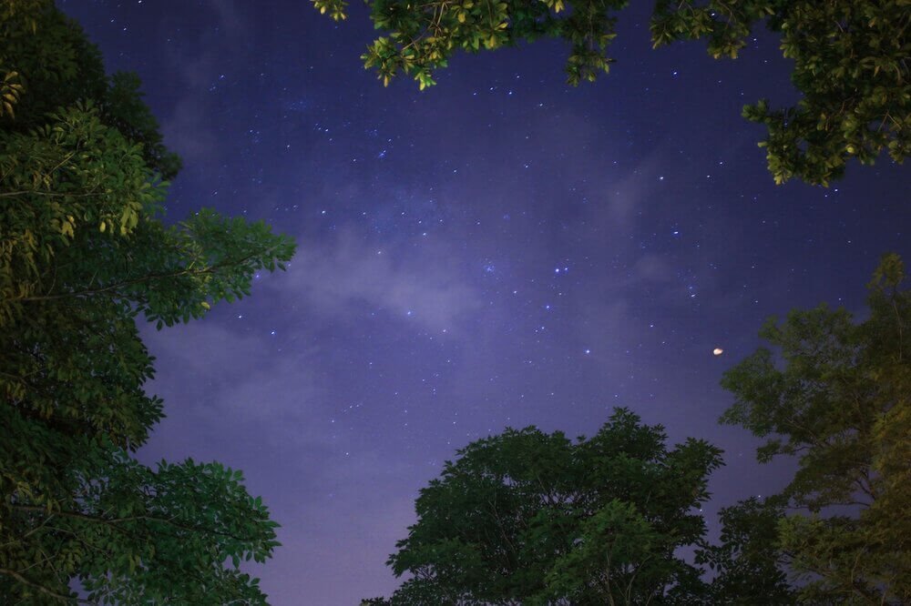 Photo of low angle trees in night sky by Luis Quintero from Pexels