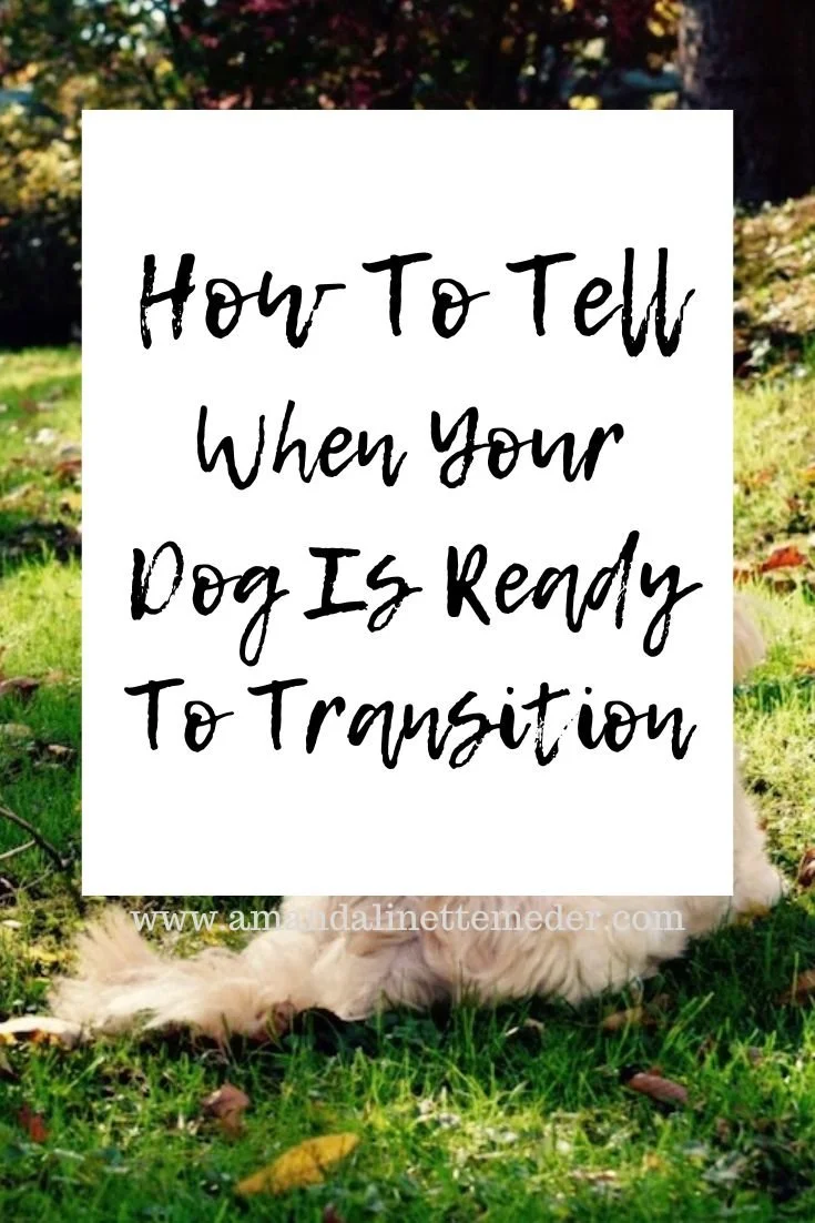 How To Tell When Your Dog Is Ready To Transition text overlay fluffy dog on grass