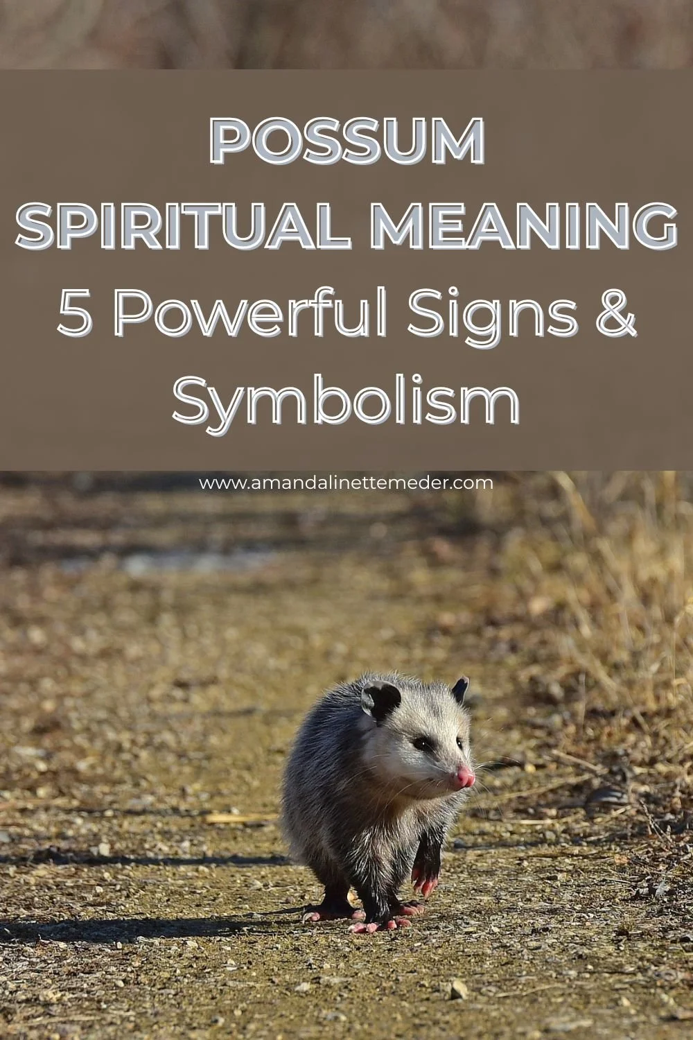Possum trotting down a path by csbonawitz from Pixabay with text overlay Possum Spiritual Meaning - 5 Powerful Signs & Symbols